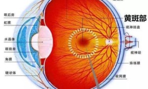 上海眼科医生提醒：这些症状是患上眼底病的绝对警告，警惕“眼底三患”！