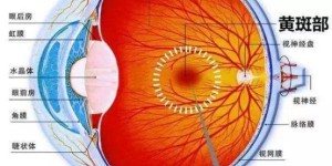 上海眼科医生提醒：这些症状是患上眼底病的绝对警告，警惕“眼底三患”！